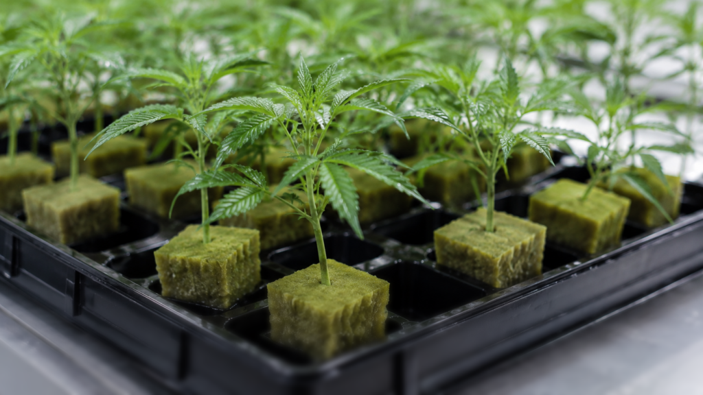 cannabis clones