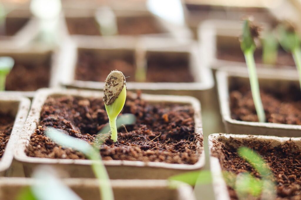 A healthy taproot emerging within 48 hours of germination