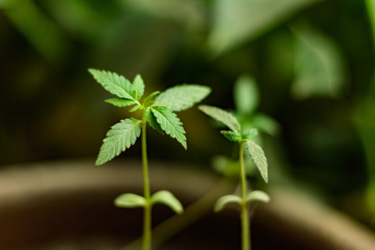 cannabis-seedling-close-up