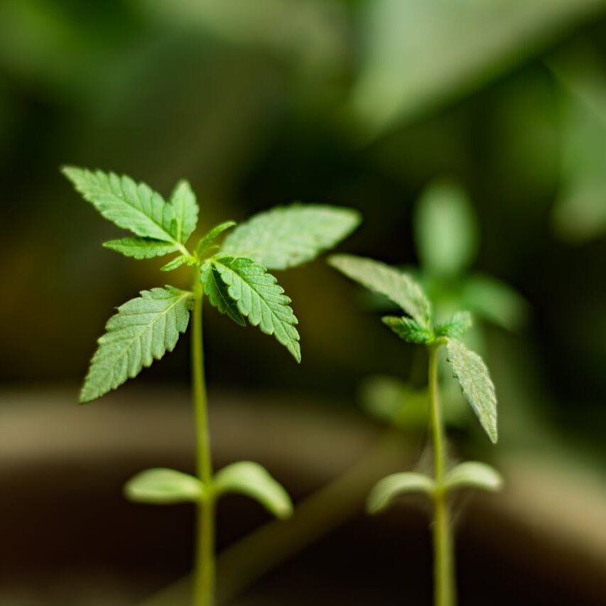 cannabis-seedling-close-up