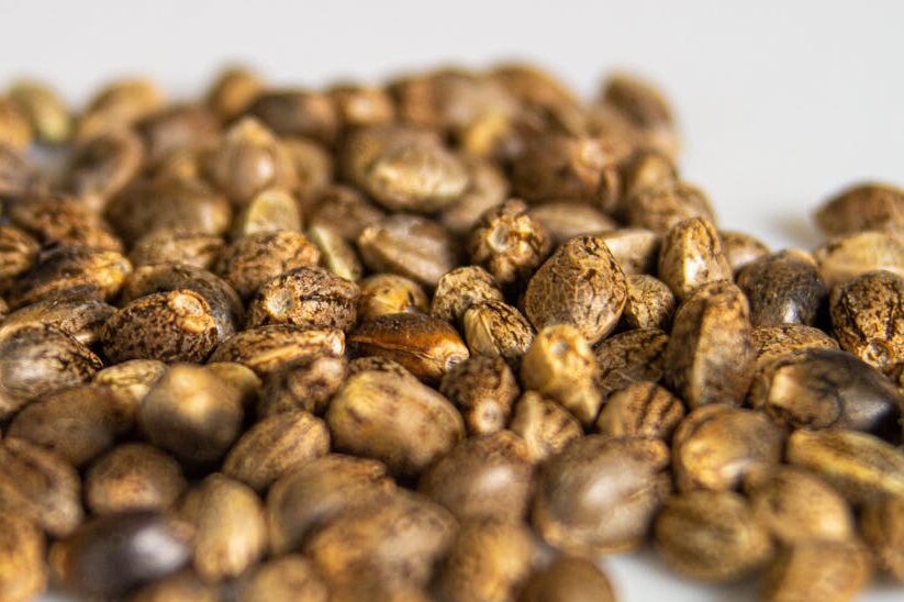 cannabis-seeds-small-pile