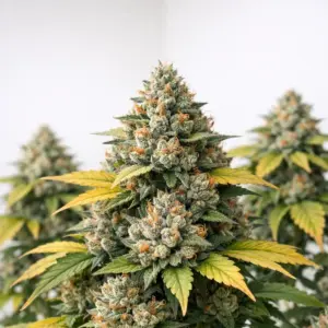 devils-harvest-seeds-banana-og-feminized-Square-1200x1200px (2) banana og feminised cannabis seeds — Devil's Harvest