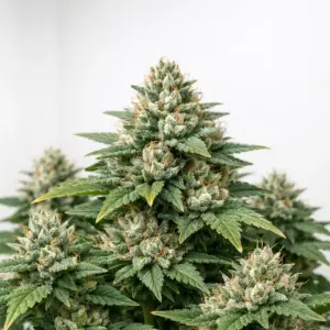 devils-harvest-seeds-melonade-autoflower-square-1200x1200px (2) melonade autoflower cannabis seeds — Devil's Harvest