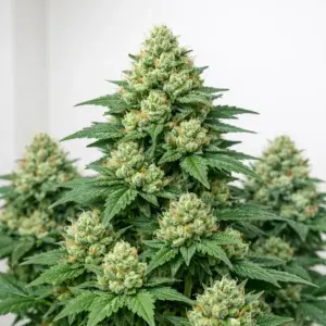devils-harvest-seeds-og-reekn-autoflower-square-1200x1200px (2) og reekn autoflower cannabis seeds — Devil's Harvest