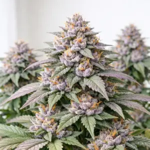 shoreline feminised cannabis seeds — Devil's Harvest