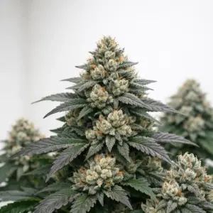 shoreting feminised cannabis seeds — Devil's Harvest