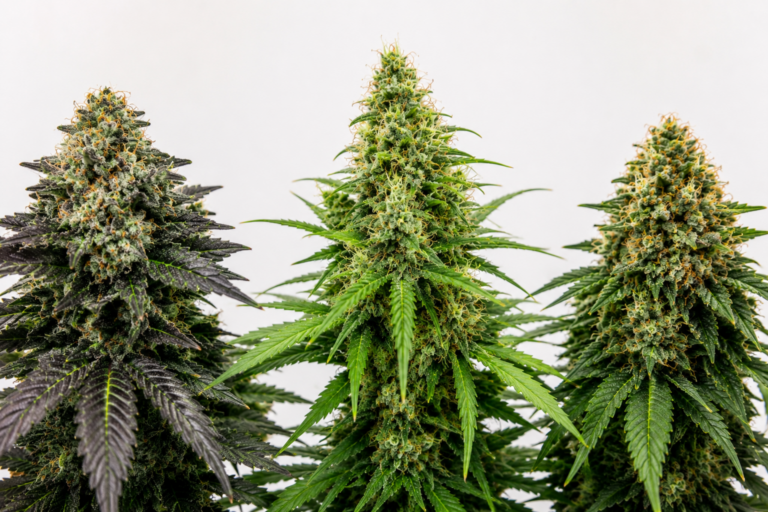 indica-sativa-hybrid-cannabis-plant-photo