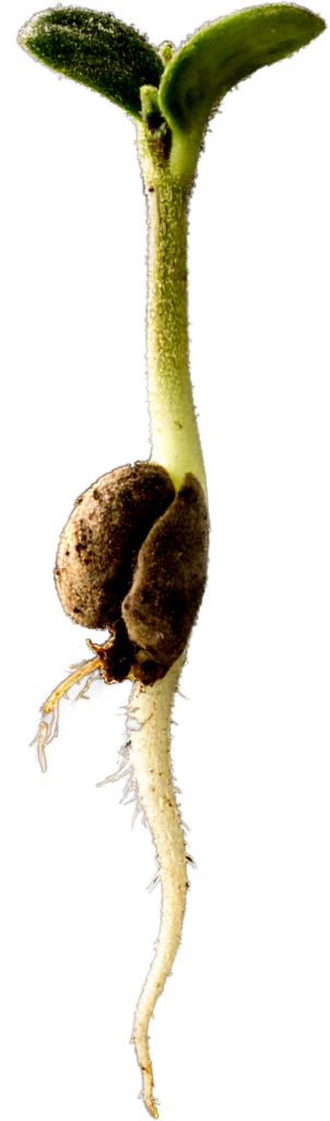 Germinating cannabis seed with roots and cotyledon leaves