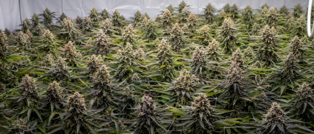 shoreline-room-canopy-full-flower